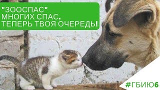 #ГБИЮ6 Цена человеческой подлости. Интервью с волонтёрами ЗООСПАСа