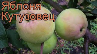 Яблоня обыкновенная Кутузовец (malus kutuzovets) ? обзор: как сажать, саженцы яблони Кутузовец