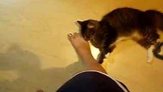 kitty foot rub