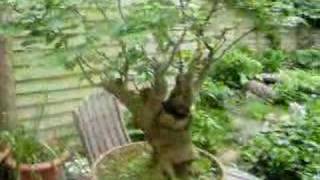 my favorite bonsai