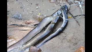 Unguriu medziokle II (Eel spearfishing part II, Lithuania)