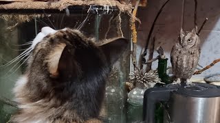Вы видите сову? Вот и кот Мурлок не видит! Потому что нет никакой совы на чайнике