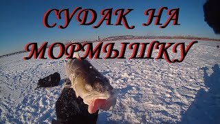 СУДАК НА МОРМЫШКУ. Fishing for walleye on a jig