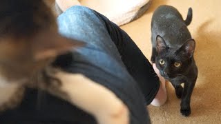 膝猫に嫉妬する黒ねこ