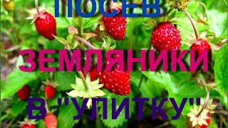 Моя Семья.Посев земляники в "улитку"