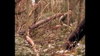 CACCIA GROSSA IN TOSCANA (LASTRA A SIGNA)