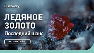 Последний шанс | Ледяное золото | Discovery