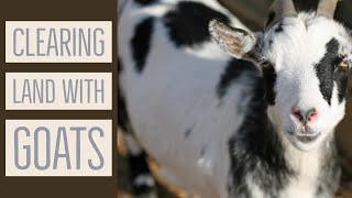 CLEARING LAND WITH GOATS - Lady Lee’s Home