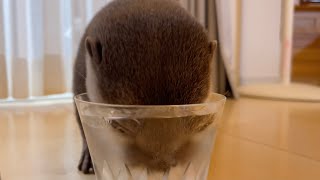 カワウソさくら 炭酸水をあげたカワウソの反応がなんかおかしい Otters' reaction to carbonated water