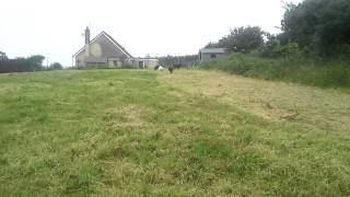 Absolutely Animals Doggy Camp playtime