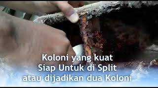 Proses Panen Madu Klanceng di Rumah Madu Klanceng Yogyakarta