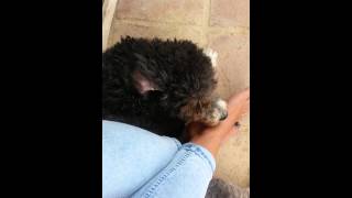 Millie licking my feet...as usual hahaa