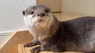 扉の前でママを待ち続ける健気なカワウソ Otter waiting for mama at the door