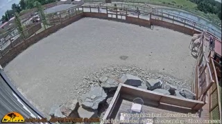 Giraffe Cam - Animal Adventure Park