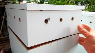 Kotak susun lebah madu Lokal (apis cerana)