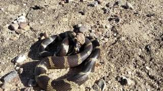 King snake vs Rattlesnake Oro Valley Az.