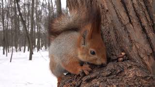 Ещё немного о белках и кормушках / A little more about squirrels and feeders