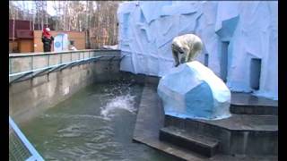 Новосибирск.Белые Медведи.Зоопарк