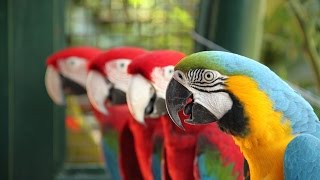 2 Hour Relaxing Piano Music with Birds and Wind Chimes ☀︎ 026