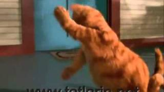 kucing berdansa...