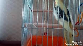 ПОПУГАЙЧИК РОЗА ПИЩИТ КРИЧИТ ПОПУГАЙ КОРЕЛЛА ПИЩИТ КРИЧИТ