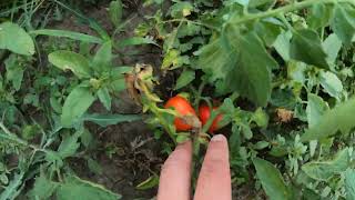 Запорожье обстановка за городом 19.08.2022