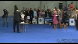 Евразия-1 , Финал, BiS "Eurasia-1"