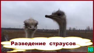 Разведение страусов. Бизнес в деревне