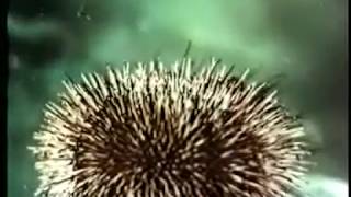 Многоклеточные животные. Тип Иглокожие