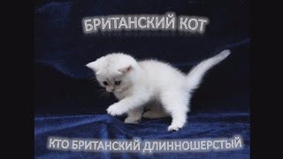Британские коты, чудо какие красавцы!
