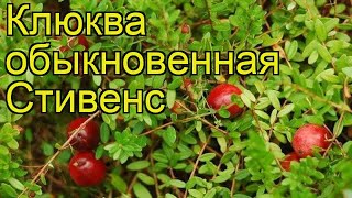 Клюква обыкновенная Стивенс. Краткий обзор, описание характеристик oxycoccus Stephens
