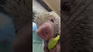 Rico Eating Celery and Peanut Butter - Cincinnati Zoo #shorts