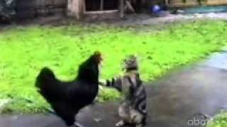 СМОТРЕТЬ ВСЕМ СМЕШНО! про кошек!!!!!! about cats, so funny, watch this!!!