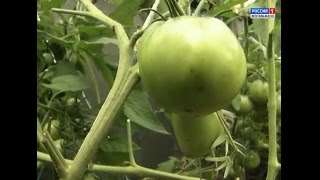 О формировке томатов. Урожайность считаю с кубометра.