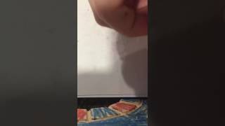 Kawaii Bat time lapse