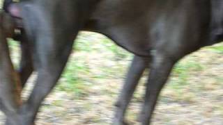 blue pits breeding