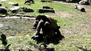 tortoise sex / черепаший секс