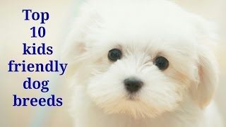 Top 10 Kids Friendly Dog Breeds