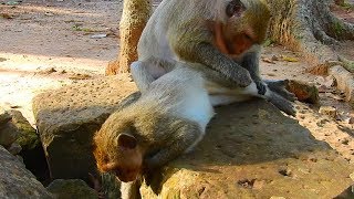 Nice to see Danna grooming for Jessie / Monkey Post