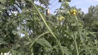домат, tomato