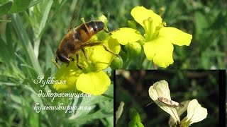 Руккола.  Разновидности рукколы.