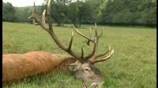 hunting in  Hungary   2