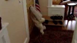 Calvin the "Junk Mail Dog"