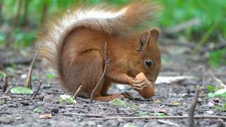 Белки с морковками / Squirrels with carrots
