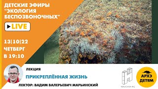 Детский эфир "Прикреплённая жизнь" курса Экология беспозвоночных" с Вадимом Марьинским