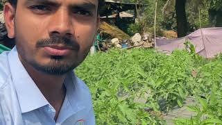 Soil charger tech. ?? टोमॅटोवर डबल टोमॅटो करताना त्याचे जमिनिपासून फूटवे व मूळी पहा ☝️