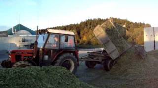 zetor 7245 v kukuřici