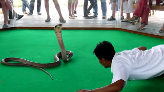 Королевская кобра кусает человека..King Cobra bites a man