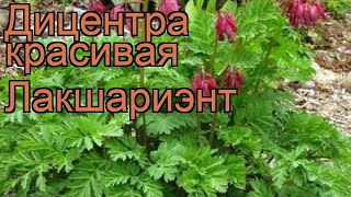 Дицентра красивая Лакшариэнт (dicentra) ? Лакшариэнт обзор: как сажать, саженцы дицентры Лакшариэнт