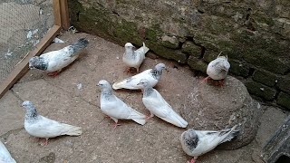 Deobandi kabootar breeding pair of my loft ..not for sale.Akash pigeon loft. Kalyan